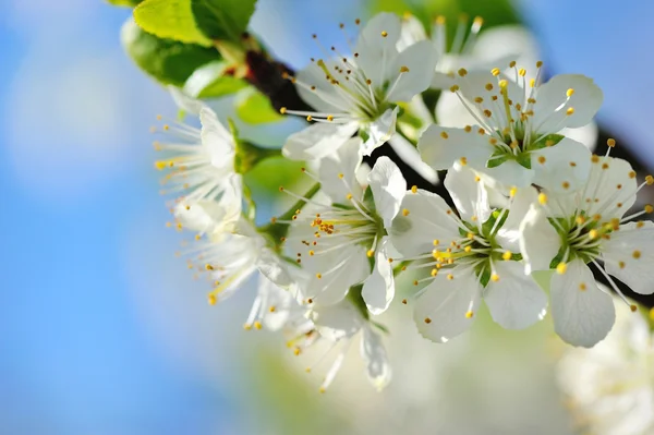 Flowers bloom on a branch of plum against blue sky — Stock Photo, Image