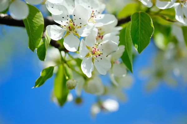 Цветы расцветают на грушевой ветви против голубого неба — стоковое фото