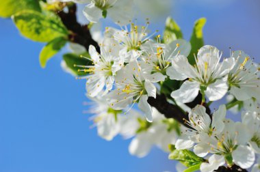 Mavi gökyüzü Erik dalı üzerinde çiçekler açar
