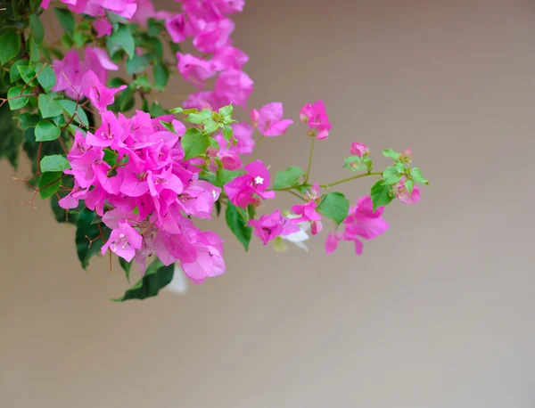 สีม่วงที่สวยงาม Bougainvillea ดอกไม้กับผนังเป็นพื้นหลัง — ภาพถ่ายสต็อก