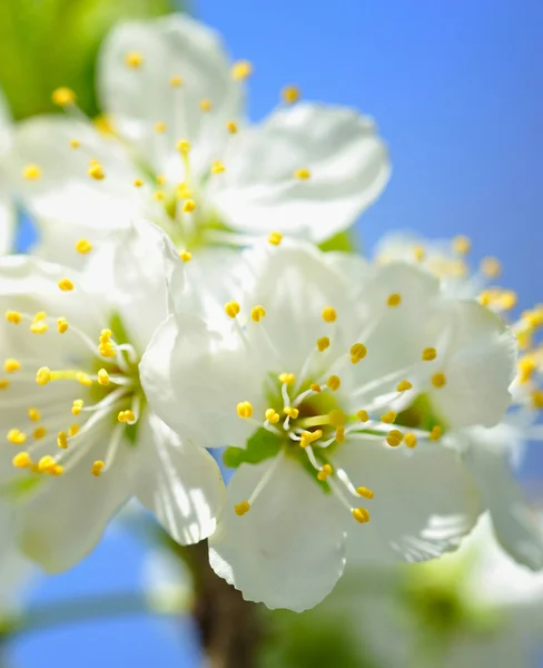 Flores de cerejeira contra um céu azul — Fotografia de Stock