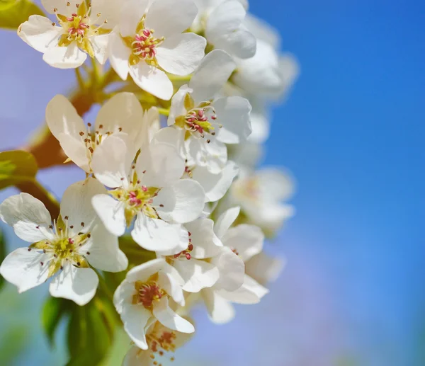 Flores florescem em um ramo de pêra contra o céu azul — Fotografia de Stock