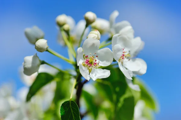 Flowers bloom on a branch of pear against blue sky — Stock Photo, Image