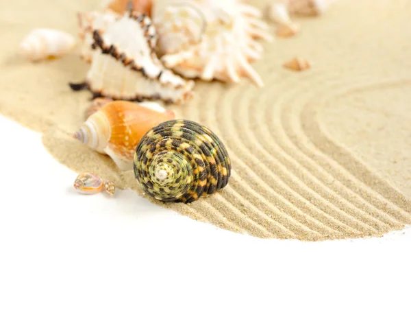 Морские раковины на песке на белом фоне — стоковое фото