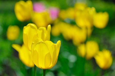 Sarı Lale Park grubu