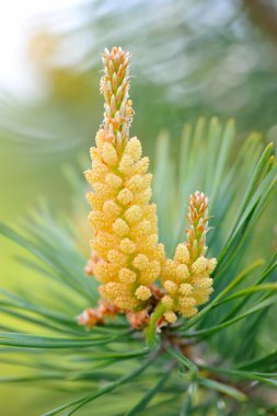 Çam dallarında genç filizleniyor