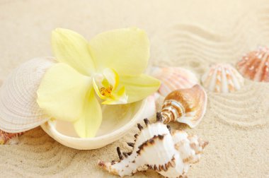 Orkide ve kum plajındaki kabukları