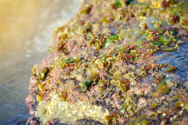 Algen op de rotsen aan de kust in zonlicht — Stockfoto