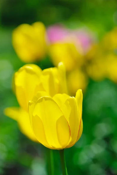 Grupo de tulipas amarelas no parque — Fotografia de Stock