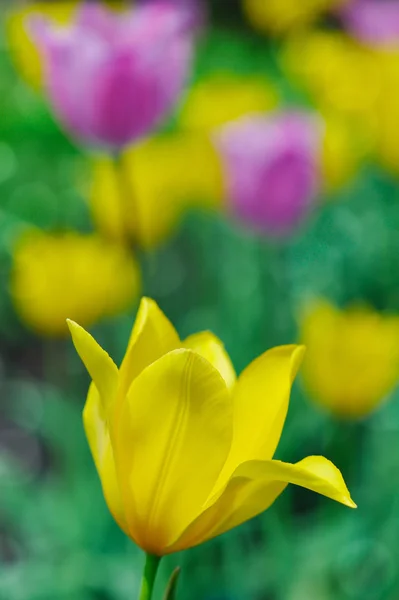 Группа желтых тюльпанов в парке — стоковое фото