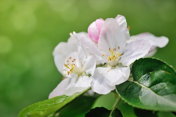 苹果花 — 图库照片