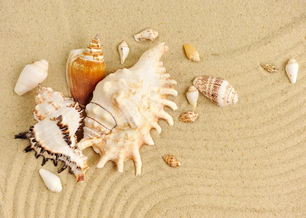 Conchas do mar na praia arenosa — Fotografia de Stock