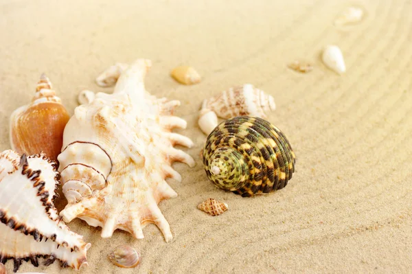 Snäckskal på sandstrand — Stockfoto