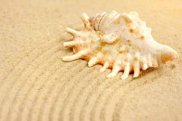 Concha do mar na praia arenosa — Fotografia de Stock