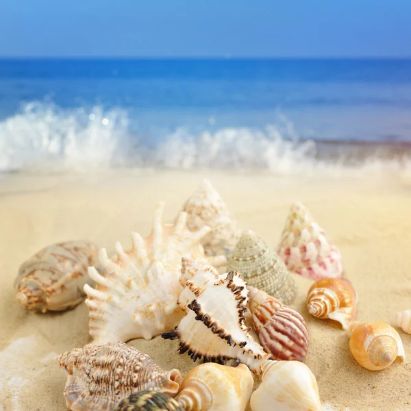 Conchas do mar na praia arenosa — Fotografia de Stock