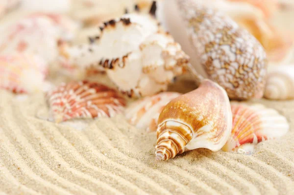 Conchas do mar na praia arenosa — Fotografia de Stock