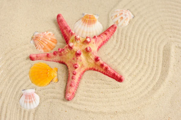 Морские звезды и ракушки на песчаном пляже — стоковое фото