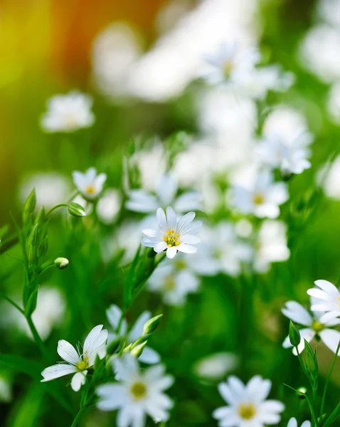 Stellaria fleurit sur le pré vert de mai — Photo