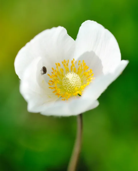 Anémona sylvestris (anémona de nieve ) — Foto de Stock