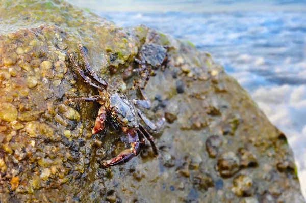 Caranguejo na pedra na praia, foco no caranguejo — Fotografia de Stock