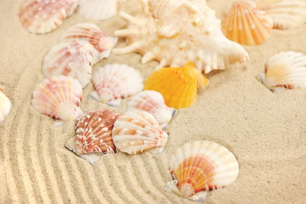 Conchas marinas en la playa de arena —  Fotos de Stock
