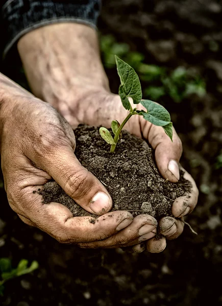 Mani dell'agricoltore che tengono giovane pianta con terreno — Foto Stock