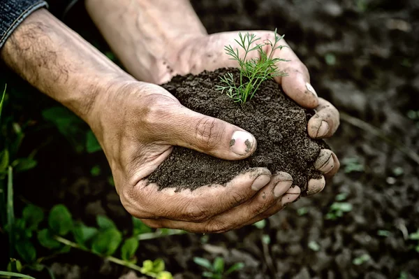 Mani contadine che tengono aneto giovane con terreno — Foto Stock