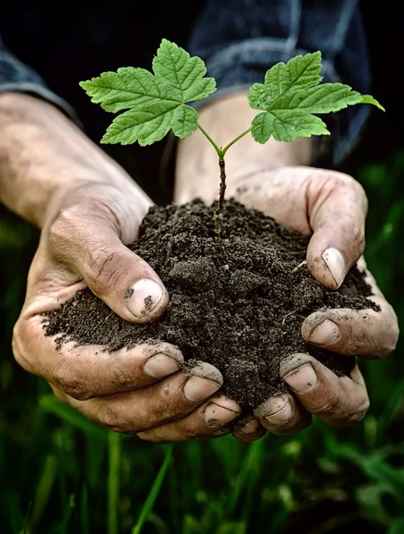 Handen vasthouden van jonge plant met grond — Stockfoto