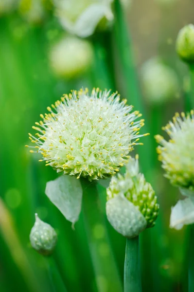 洋葱在花园里的花朵 — 图库照片