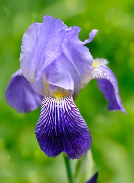 Íris Azul (Iris L.) na grama verde — Fotografia de Stock