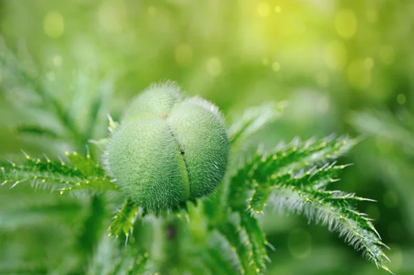 在花园里的罂粟花蕾 — 图库照片