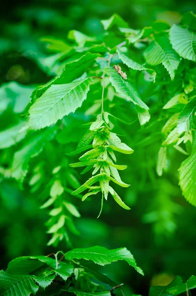 Branch of a hornbeam with leaves and drooping inflorescence — Stock Photo, Image