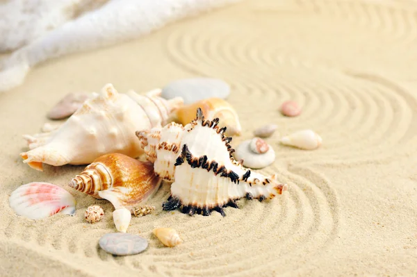 Snäckskal på sandstrand — Stockfoto