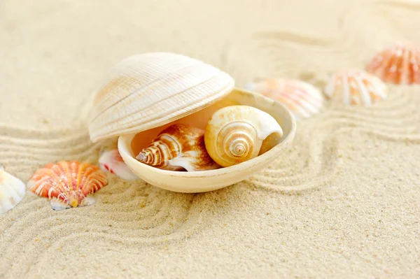 Muscheln mit Sand als Hintergrund — Stockfoto