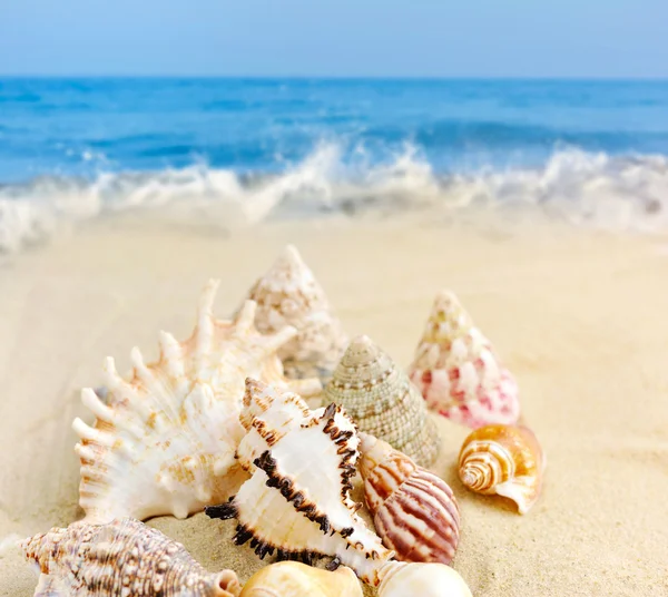 Tengeri kagylók a homokos strandon — Stock Fotó
