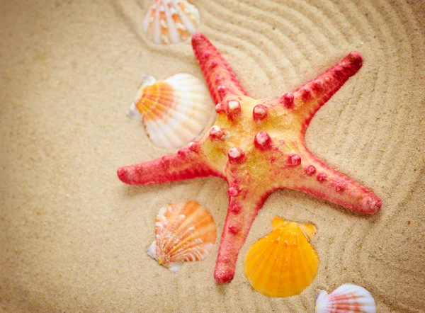 Starfish e conchas na praia de areia — Fotografia de Stock