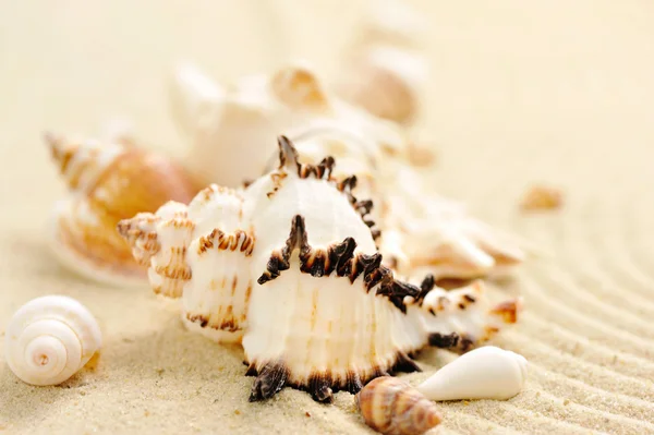 Conchas do mar na praia arenosa — Fotografia de Stock