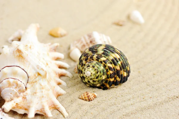 Snäckskal på sandstrand — Stockfoto