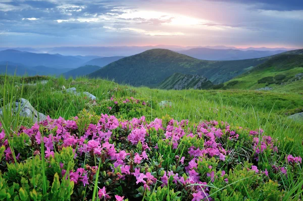 Flores mágicas de rododendro rosa en la montaña de verano — Foto de Stock