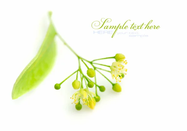 Blumen der Linde auf weißem Hintergrund — Stockfoto