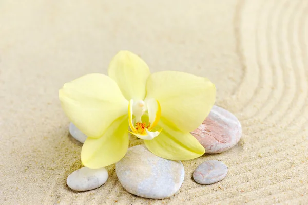 Орхидеи и морские камни на песчаном пляже — стоковое фото