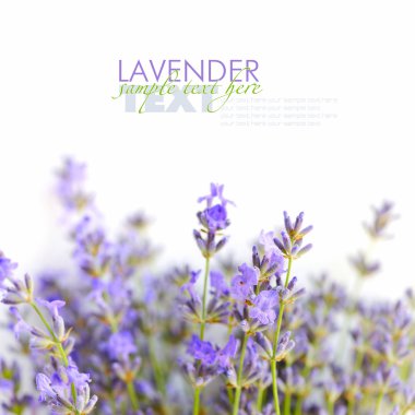 beyaz zemin üzerinde lavanta çiçekleri (lavandula)