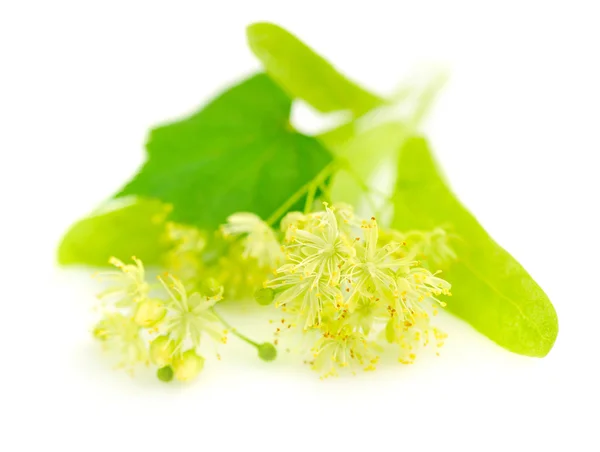 Flowers of linden tree on a white background — Stock Photo, Image