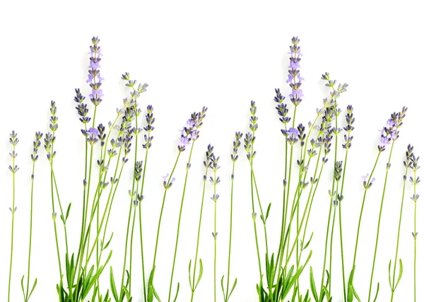Lavendelblüten (Lavandula) auf weißem Hintergrund — Stockfoto