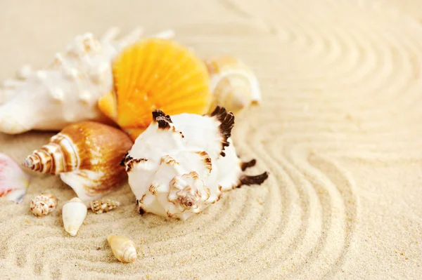 Conchas do mar na praia arenosa — Fotografia de Stock