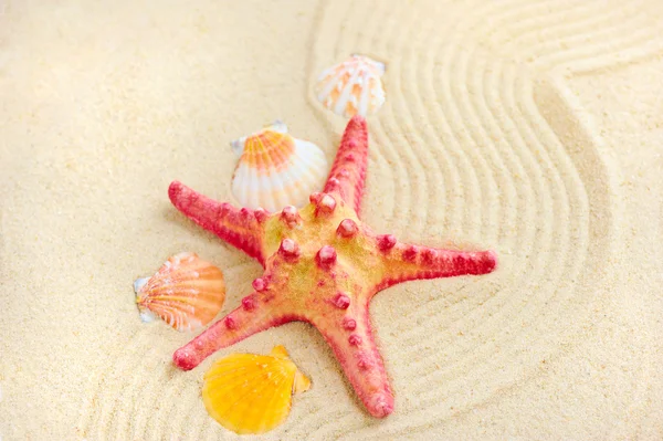 Starfish e conchas na praia de areia — Fotografia de Stock