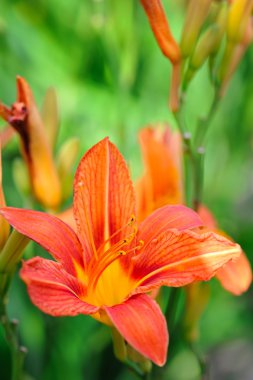 Coğrafyada - güzel daylily bahçe çiçek çiçek
