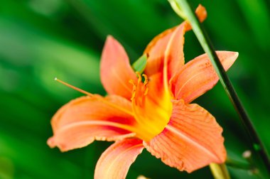 Coğrafyada - güzel daylily bahçe çiçek çiçek