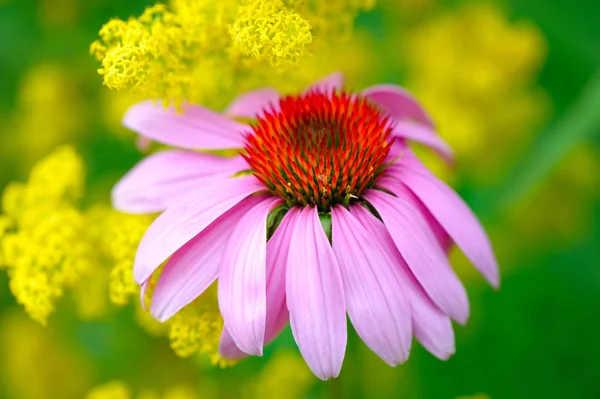 Virágzó Echinacea purpurea, gyógynövény — Stock Fotó