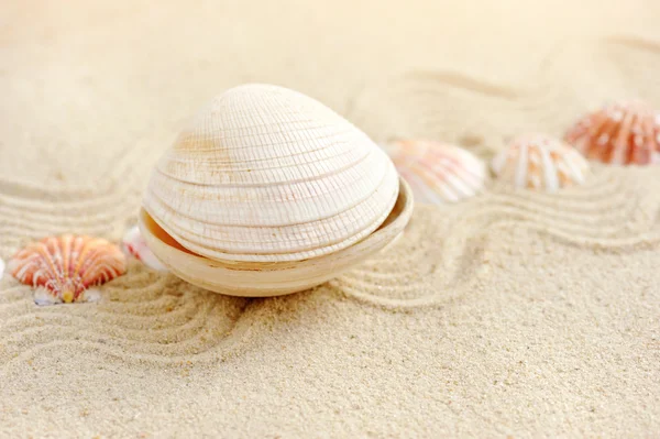 Schelpen met zand als achtergrond — Stockfoto